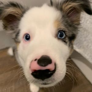 Meet your Posher, Gillian